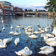 The Queen's Swans at Windsor
