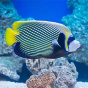 Marine Angelfish