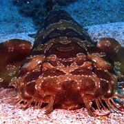 Wobbegong