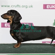 Dachshund (Smooth Haired)