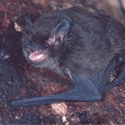 Large Forest Bat