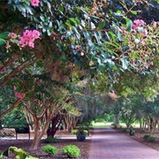 Coastal Georgia Botanical Gardens, Savannah