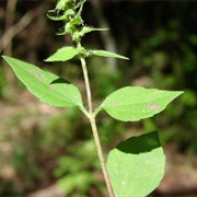Annual Marsh Elder (Iva Annua)