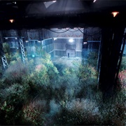 Prototaxites Stellaviatori