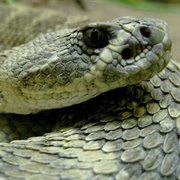 American International Rattlesnake Museum
