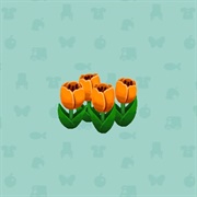 Orange Tulip
