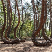 The Crooked Forest, Poland