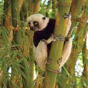 Madagascar (Robberies/Plague)