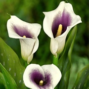 Calla Lily