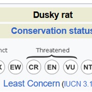 Dusky Rat
