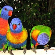 Drunken Australian Parrots