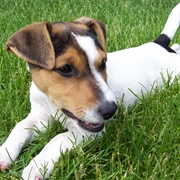 Jack Russell