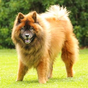 Eurasier