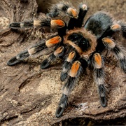 Tarantula