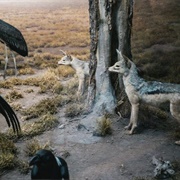 Scavenger Taxidermy Diorama
