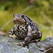 Eastern American Toad