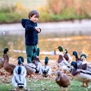 Feed the Ducks
