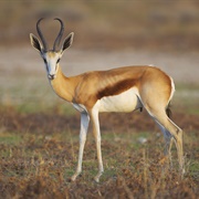 Springbok
