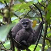 Silvery Gibbon