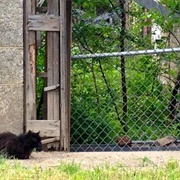 Roosevelt Island Cat Sanctuary