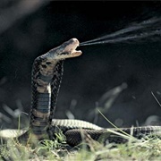 Spitting Cobra