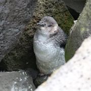 St. Kilda Pier Penguin Colony