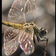 Dragonfly Wings