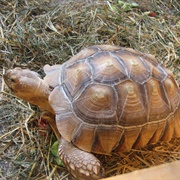 Tortoise