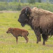 Wood Bison