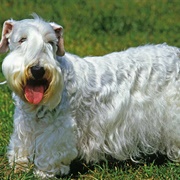 Sealyham Terrier