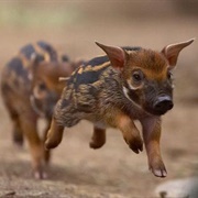 Wild Swine
