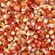 Adzuki Sprouts