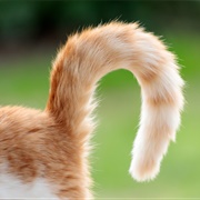 Tail