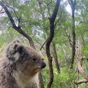 Phillip Island Koala Conservation Reserve