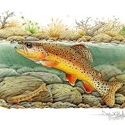 Apache Trout