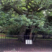 The Law Oak