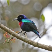 Splendid Sunbird