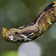 Rhino Viper
