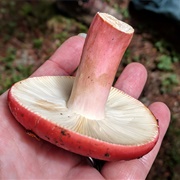 Rosy Russula (Russula Rosea)