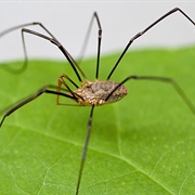 Harvestman