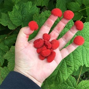 Thimbleberries