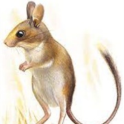 Short-Tailed Hopping Mouse