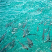 Shark Ray Alley, Belize