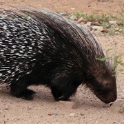 African Crested Porcupine