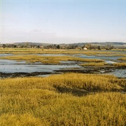 Wetland