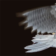 Graham Lambkin & Michael Pisaro - Schwarze Riesenfalter