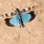 Blue-Winged Grasshopper