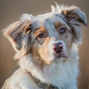 Australian Shepherd