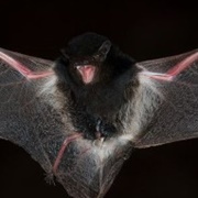 Little Pied Bat