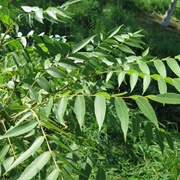 Little Walnut (Juglans Microcarpa)